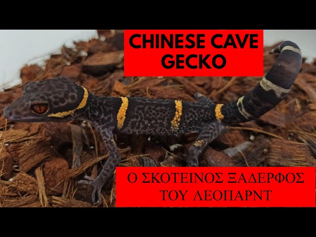 Chinese Cave Gecko | Feeders Stories ep 88