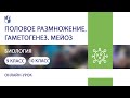 Биология. Половое размножение. Гаметогенез. Мейоз