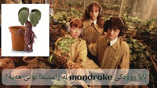 ئایە ڕووکە جادوییەکەی فیلمی هاری پۆتەر کە بە mandrake ناسراوە لە ڕاستیدا بوونی هەیە🤔!! screenshot 4