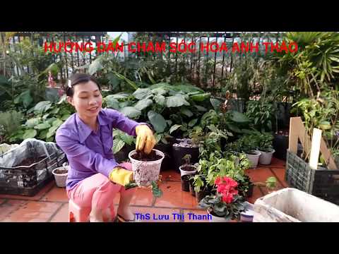 Video: Cách Trồng Hoa Anh Thảo