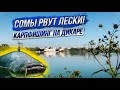 Сомы рвут лески! Карпфишинг на дикаре