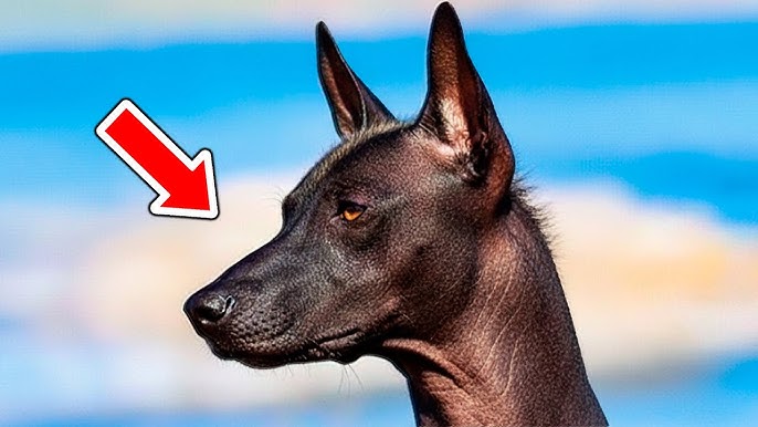 Family adopts strange dog | When the vet sees him, he calls the police. -  YouTube