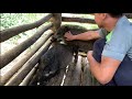 Survival instincts, wilderness alone, taking care of wild boars, Building a life (Ep 134)