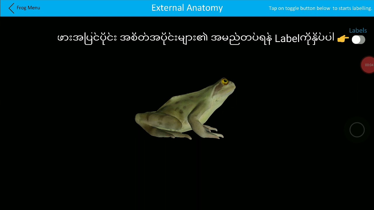 External Anatomy of a Frog