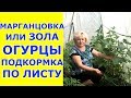 Огурцы - подкормка по листу. Марганцовка или зола .