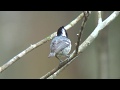 ヒガラ(1)さえずり(留鳥または漂鳥) - Coal Tit - Wild Bird - 野鳥 動画図鑑