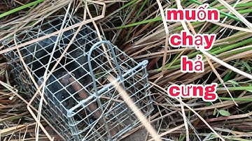 Bẩy chuột cống nhum đám cỏ lát toàn cống nhum khủng.#sanbatbatri