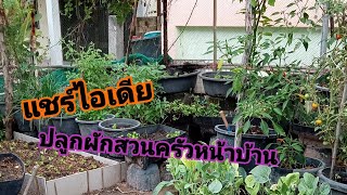 ปลูกผักสวนครัวหน้าบ้าน/อีสาน 101 channel