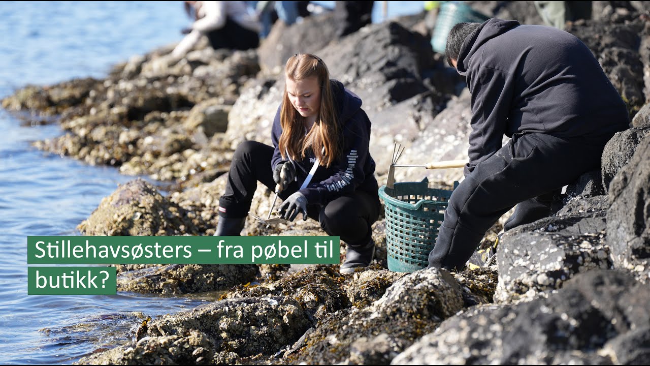 Stillehavsøsters – fra pøbel til butikk?