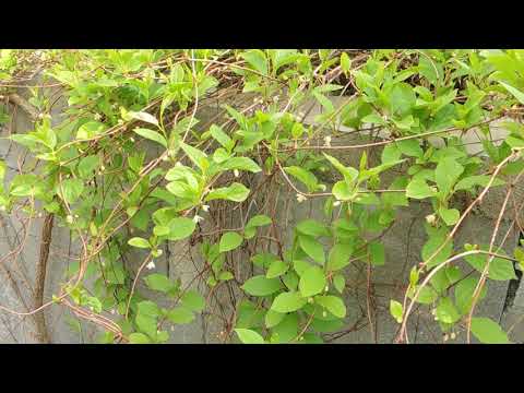 Video: Botanische Kenmerken Van Schisandra Chinensis