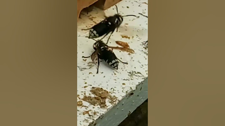 Bees versus Hornets