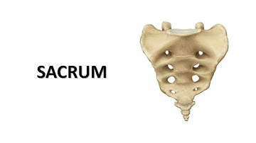 Sacrum. Prof. Dr. Md. Ashfaqur Rahman
