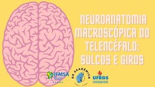 Neuroanatomia Macroscópica do Telencéfalo: Sulcos e Giros - por Guilherme Kripka