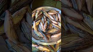 আজকের জ্যান্ত বোয়াল নদী থেকে নিয়ে আসলো বাজারে 🥰 #food #fish #foodblog #foodnerd #foodie