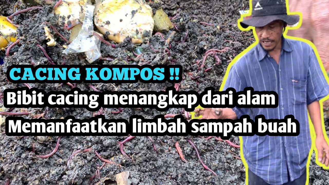 Tips Cara mendapatkan bibit cacing kompos dari alam geratis ❗️❗️❗️