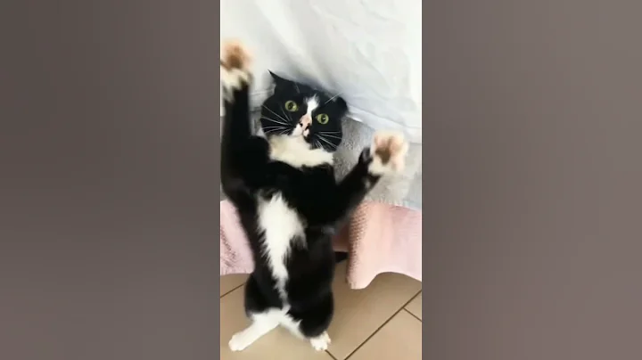 Video 11862001: cat talking, cat entertainment