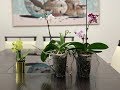 Simple Recipe For Orchids Which Triples The Size and Blooms in Short Time
