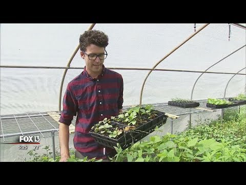 Video: Neparasti ēdami augi: jautri un eksotiski dārzeņi, ko izmēģināt dārzā