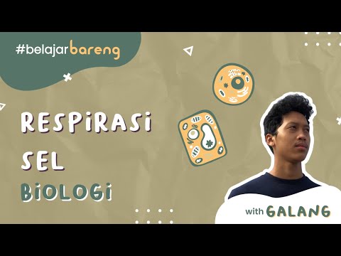 Video: Apa fungsi utama kuis respirasi seluler?