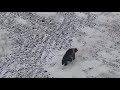 PBI-Explore Polar Bear cam.-  AMAZING!!!!!  Wolverine at Cape Churchill!!!!