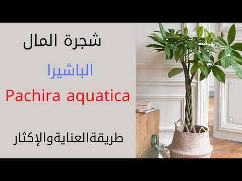 باشيرا شجرة المال    طريقة العناية والاكثار