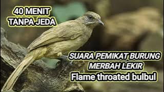 Suara pikat merbah lekir 40menit tanpa jeda || flame throated bublbul song bird mp3