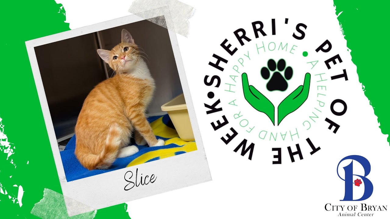 Pet of the Week: Slice❤