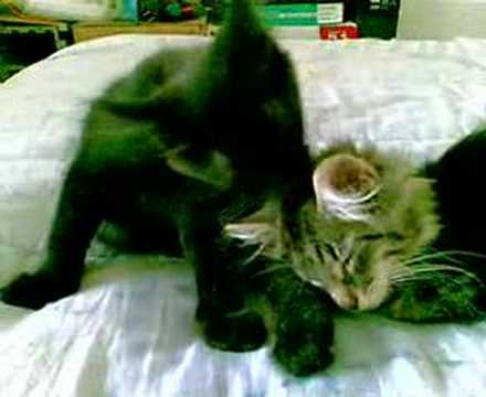 dundee fait la toilette de diane