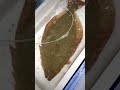 目に注目❗️ 天然のひらめ🐟 #魚 #熊本