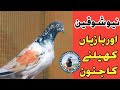 نیو شوقین اور بازیاں کھیلنے کا جنون(Pakistan  pigeons club )