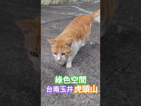 #農夫走讀 45 ​玉井綠色空間：坐擁山巒的芒果盛宴】 ???? 來到台南玉井虎頭山，絕對不能錯過「綠色空間」！景觀台擁有 180 度的壯闊視野 。 #假日農夫 #開心農場 #台南餐廳 #玉井 #綠色