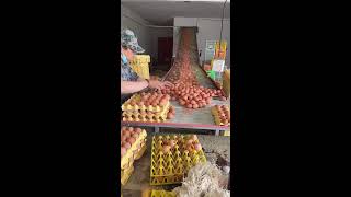 🌈🔴LIVE～Egg Sorting 🥚 2026-06-16