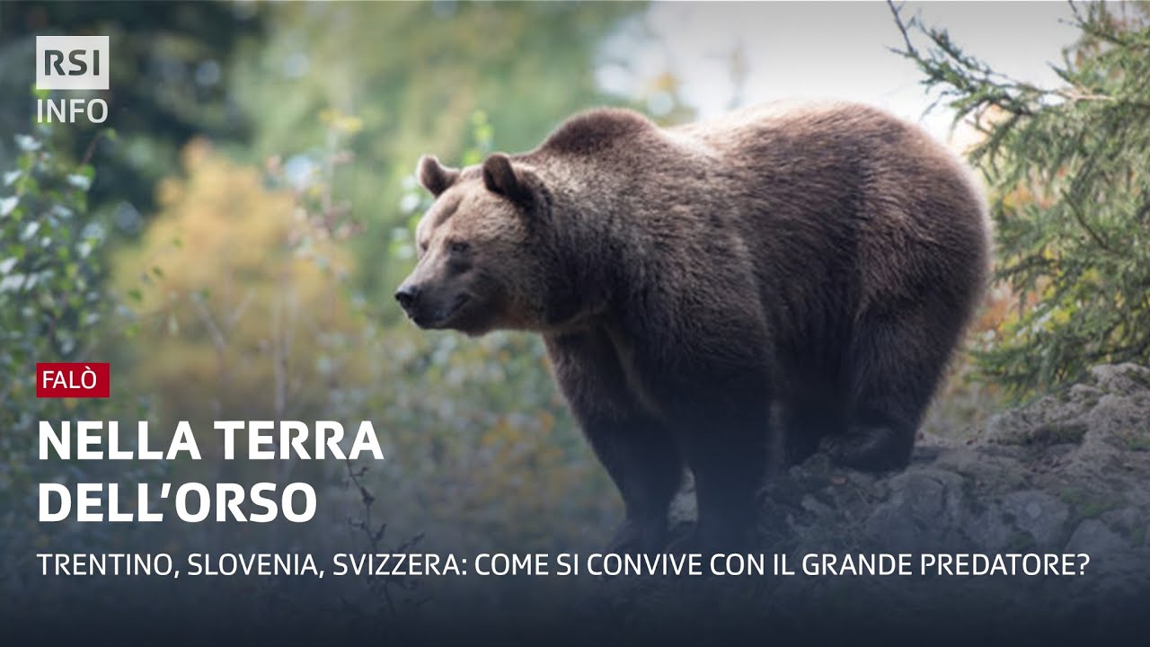 Nella terra dell’orso - Falò | RSI Info