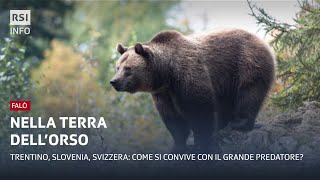 Nella terra dell’orso  Falò | RSI Info