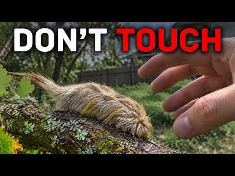 10 Animals in Texas So Dangerous Even Experts Won’t Go Near Them