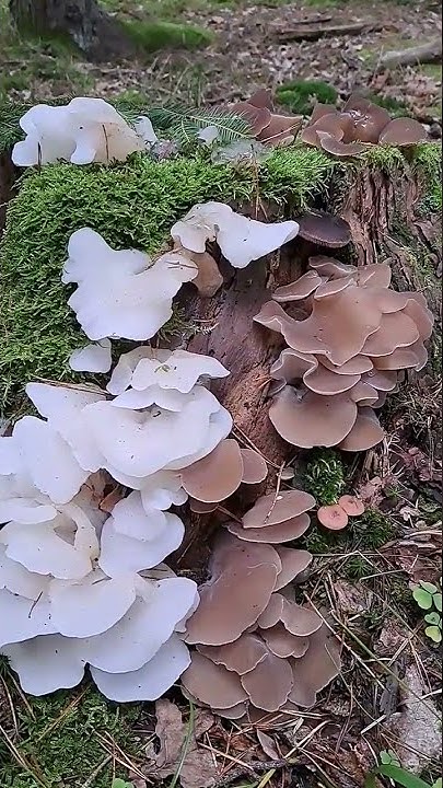 Ледяной гриб ️🌲🍄🌞🙈🤪 - YouTube