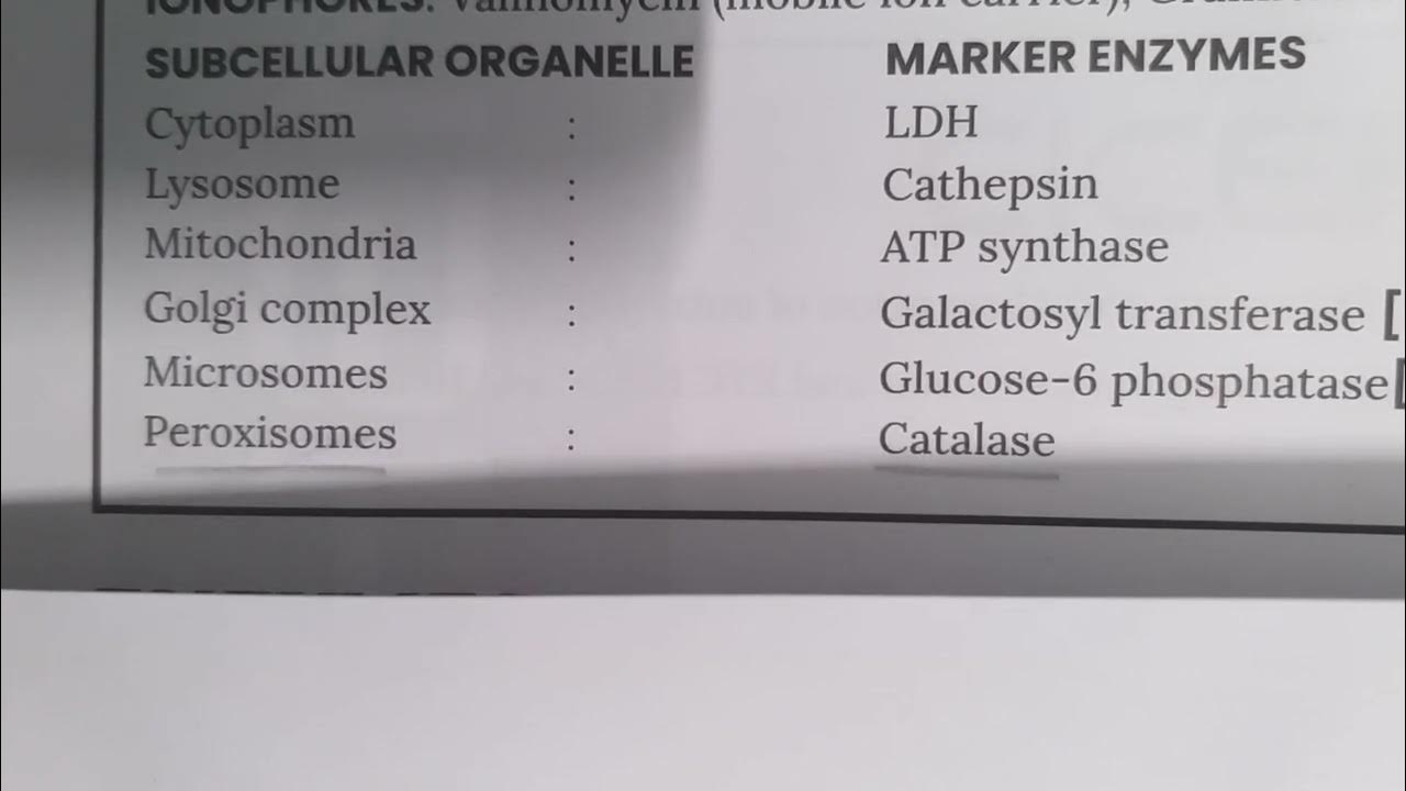 MARKER ENZYMES YouTube