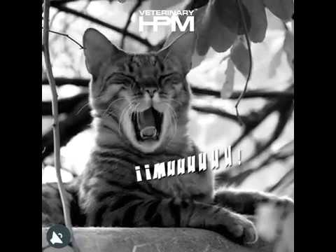 ¿Has olvidado que tu gato es carnívoro? hqdefault