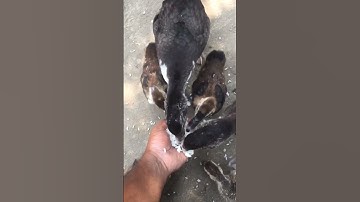 baby ducks| baby ducks eating food and drinking water| baby ducks sounds|baby duck sounds 10 hours|