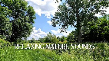 🌳 Relaxing Nature Sounds, Birds Singing, Forest Sounds For Stress Relief 🦋
