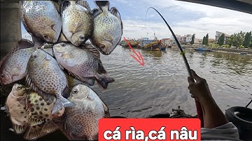 Làm ổ câu cá rìa cá nâu đầu mùa, tại cầu Phan Thiết. @