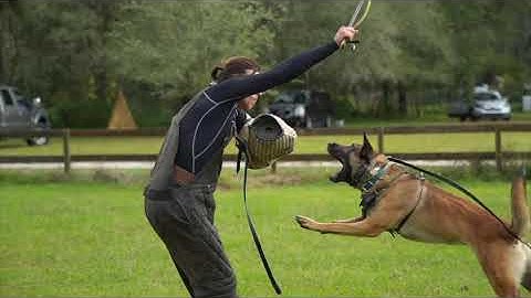 THE MOST IMPORTANT COMMAND IN DOG TRAINING || Ivan Balabanov