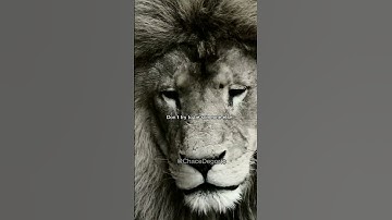 Thumbnail of THE LION'S PRIDE - Motivational Speech