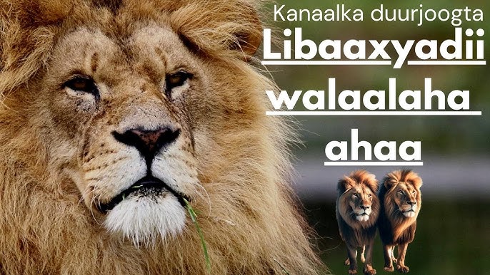 Sobchak va Timati jinsiy aloqalarini videoga olishdi. Qariyalar bilan jinsiy aloqani onlayn tomosha qiling