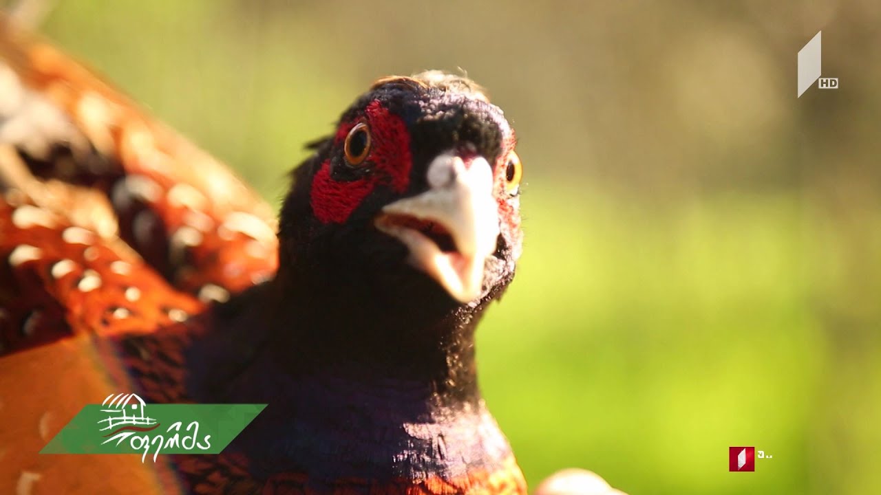 #ფერმა ქართველი ფერმერების მიერ გაქრობას გადარჩერნილი კოლხური ხოხობი