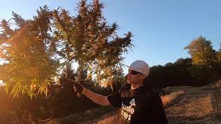 Dreamland Organics | Hemp Farm | Marijuana Music Video | Jah Cure feat Damian Marley