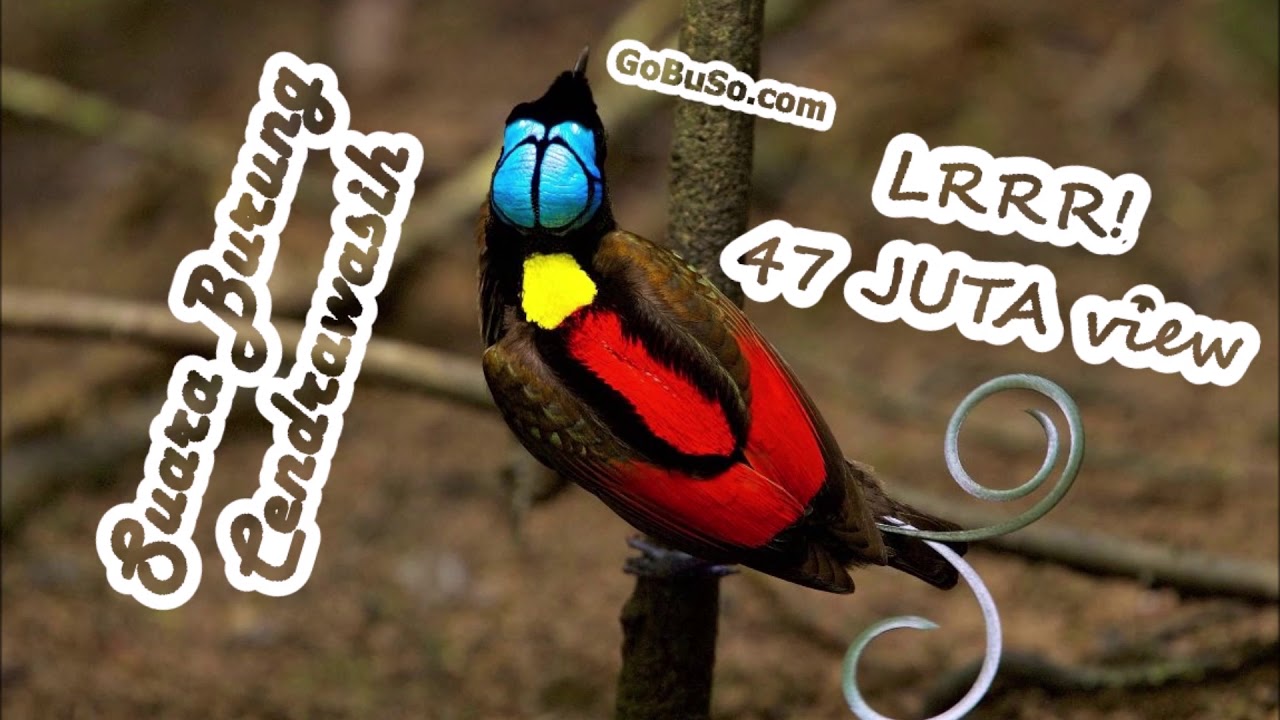 14 Jenis Burung Cendrawasih Tercantik Suara Gambar Dan Pakan