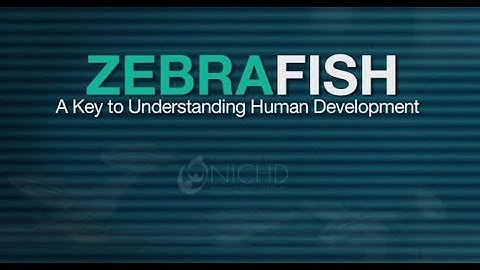 Zebrafish - A Key To Understanding Human Development