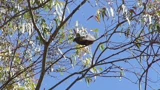 Piet-My-Vroured Chested Cuckoo