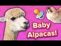 Baby alpacas  pampered pomeranians  funny animal compilation